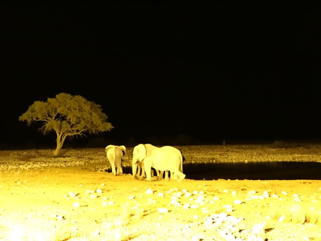 Etosha at night