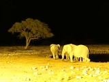 Etosha at night