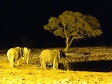 Etosha at night