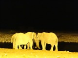Etosha at night