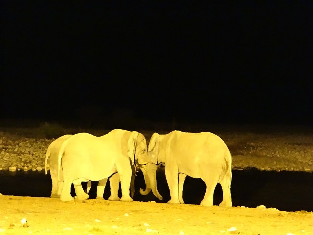 Etosha at night