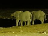 Etosha at night