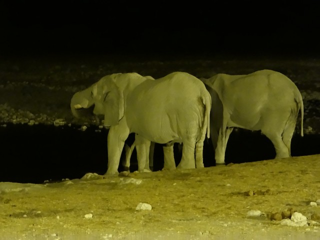 Etosha at night