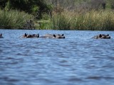 Hippo's watching us