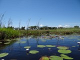 okavango delta