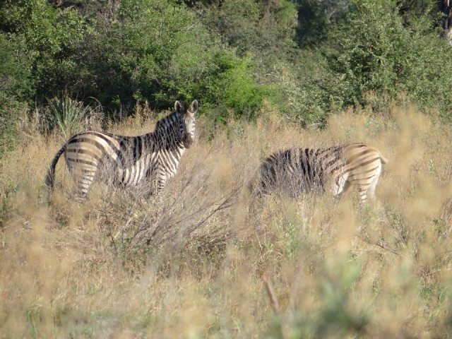safariwalk