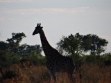 safariwalk