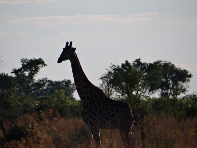 safariwalk