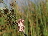 Okavango