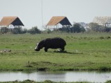 Chobe