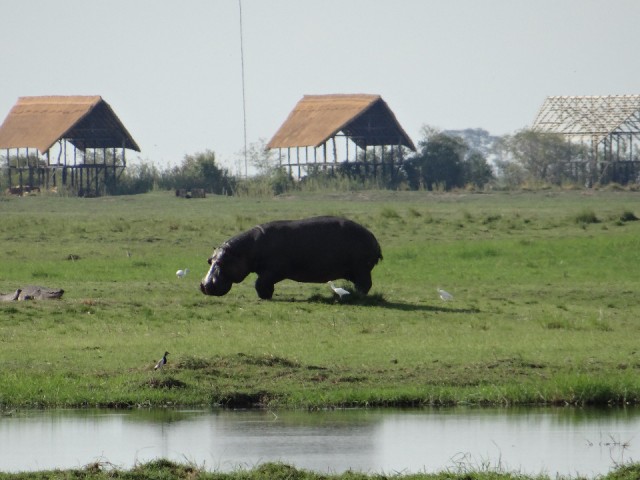 Chobe