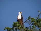 Chobe