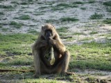 Chobe