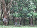 DSC07303