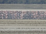 flamingo's