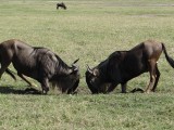 fight wildebeest