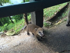 Anteater
