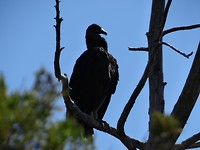 Condor