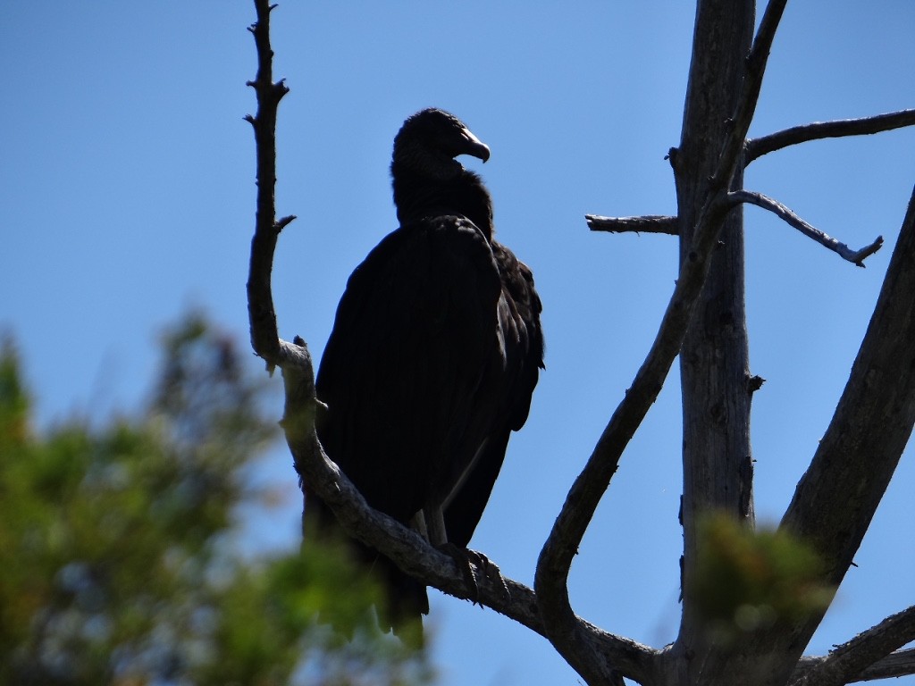 Condor