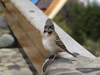 DSC01183