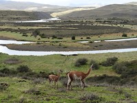 Torres del Paine National Park- Alpaca's
