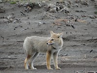 Grey Fox