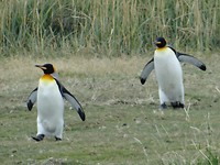 DSC01500