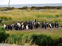 King Pinguins