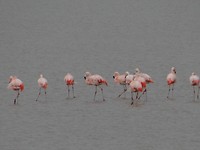 Pink Flamingo's