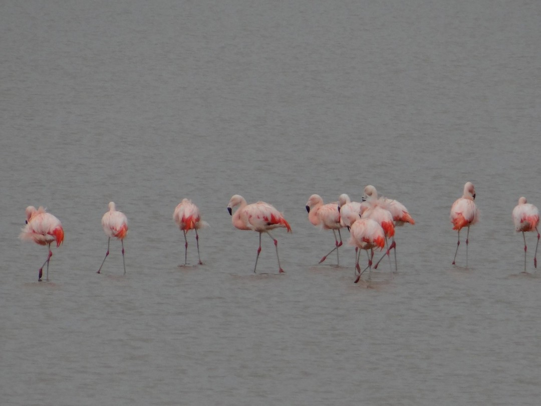 Pink Flamingo's