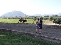 Santa Cruz - Viu Manent