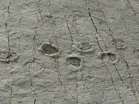 Dino Footprints