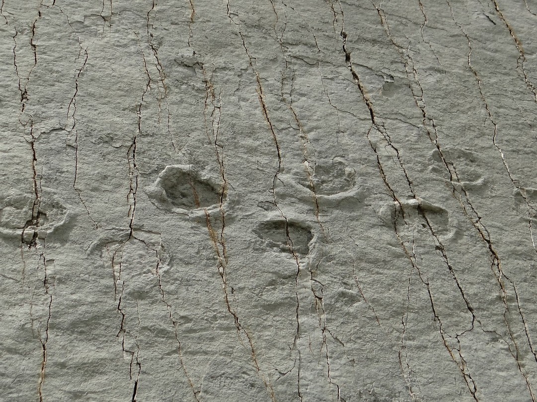 Dino Footprints