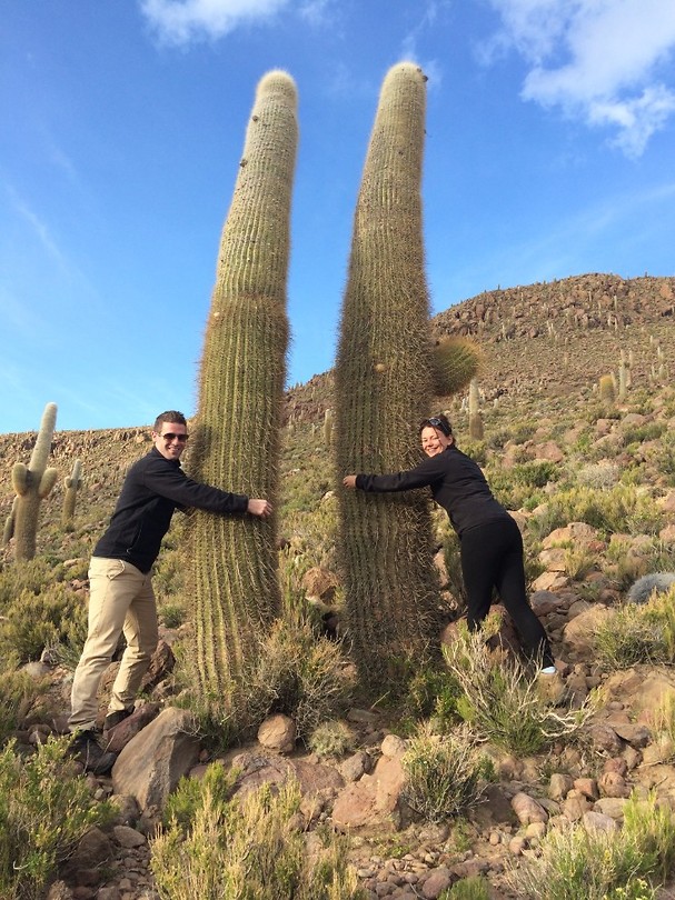 Massive cactus