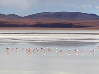 Salar de Uyuni - Pink Flamingo's