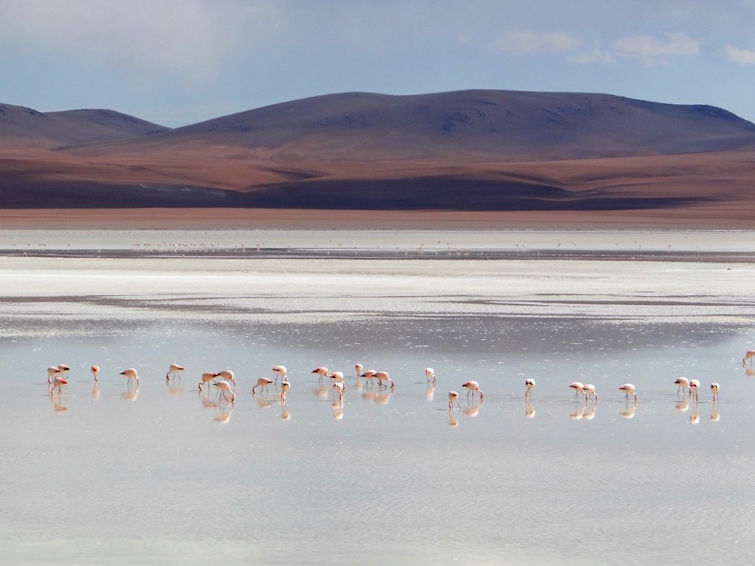 Salar de Uyuni - Pink Flamingo's