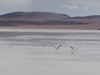 Salar de Uyuni - Pink Flamingo's
