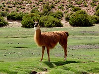 Lama watching
