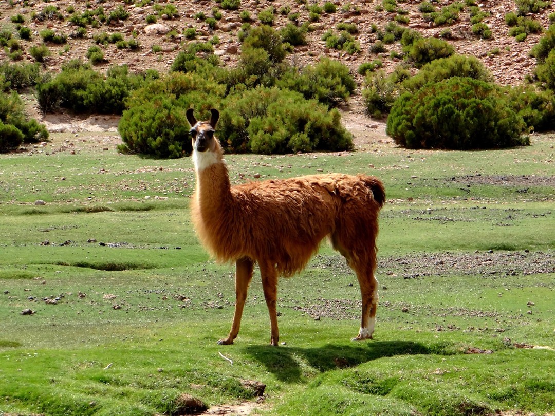 Lama watching