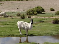 Lama watching