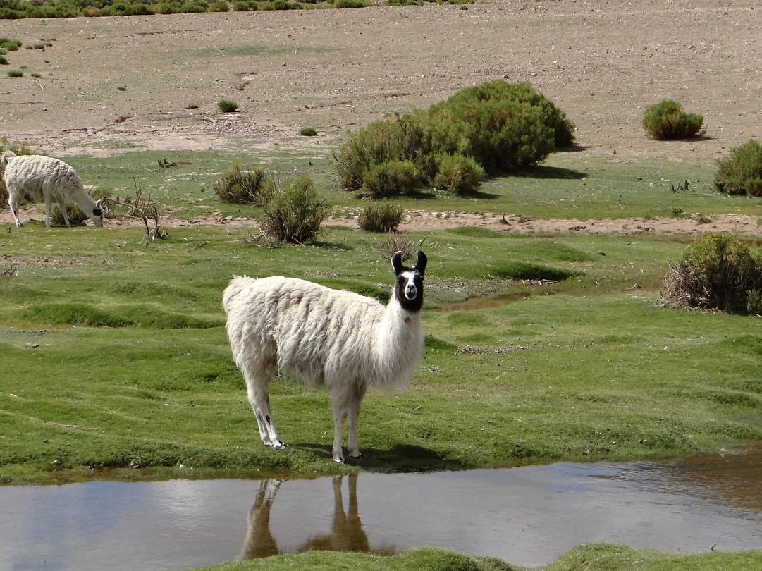 Lama watching