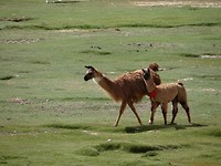 Lama watching