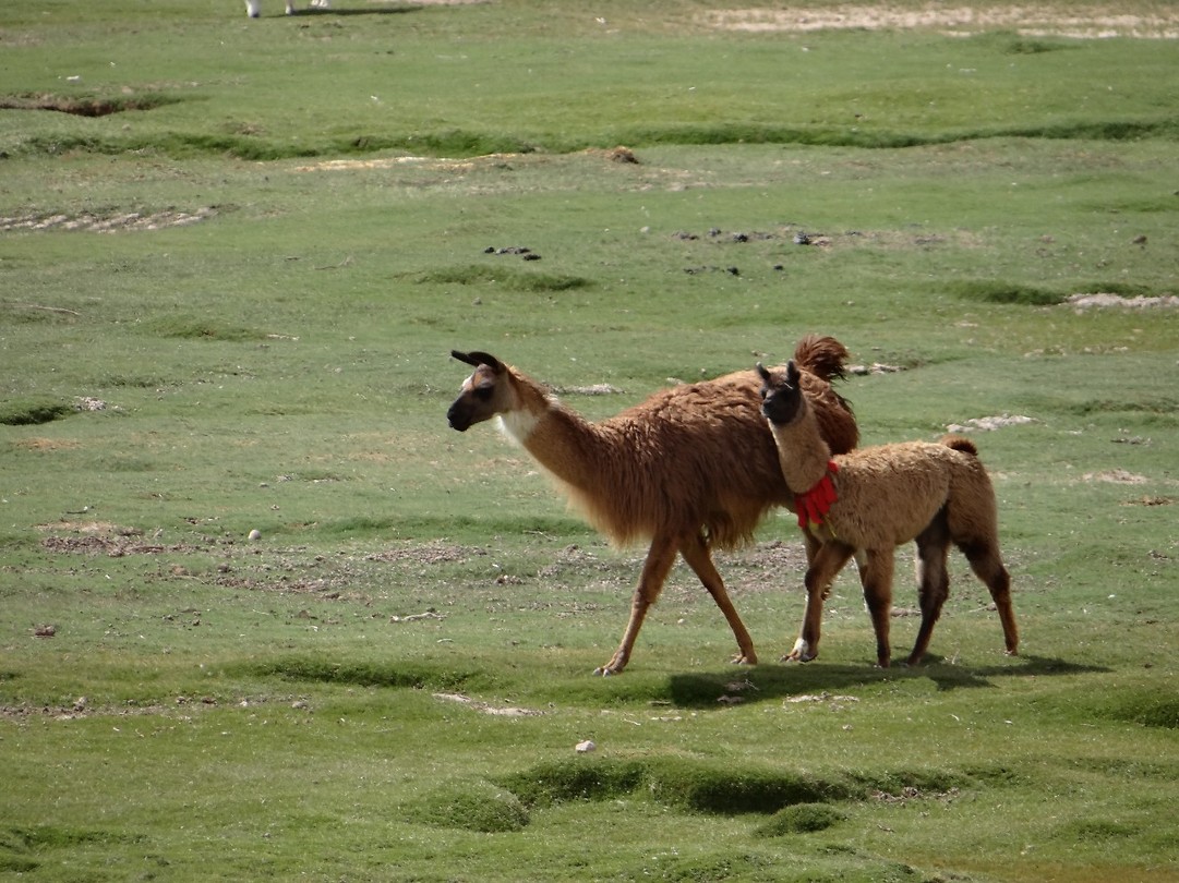 Lama watching