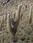 Massive cactus