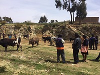 Cow market