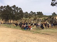 Cow market