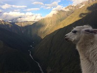 cheeky lama