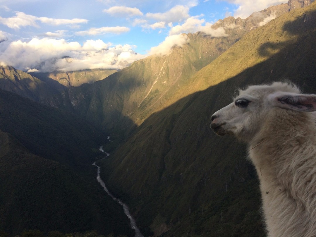 cheeky lama