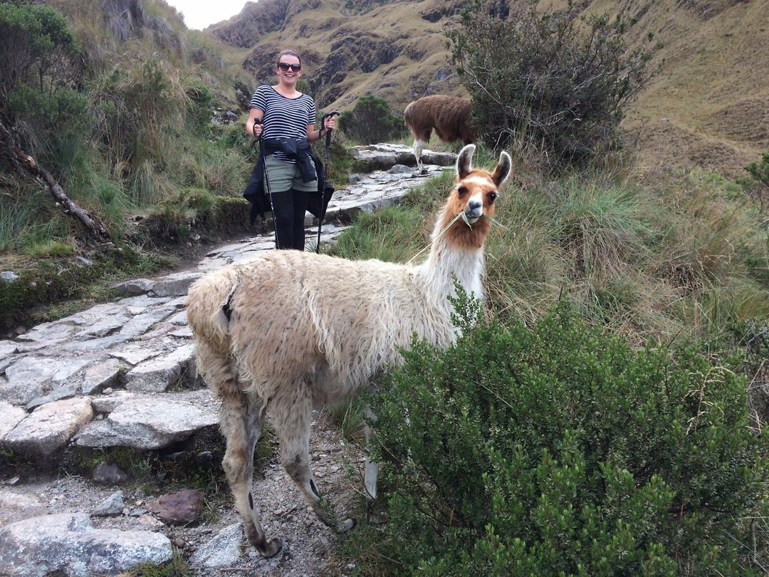 cheeky lama