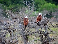 Yala national park